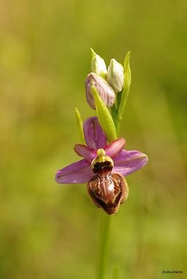Ophrys aveyronensis.jpg